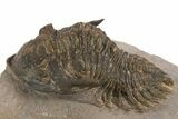 Bargain, Metacanthina Trilobite - Lghaft, Morocco #312380-3